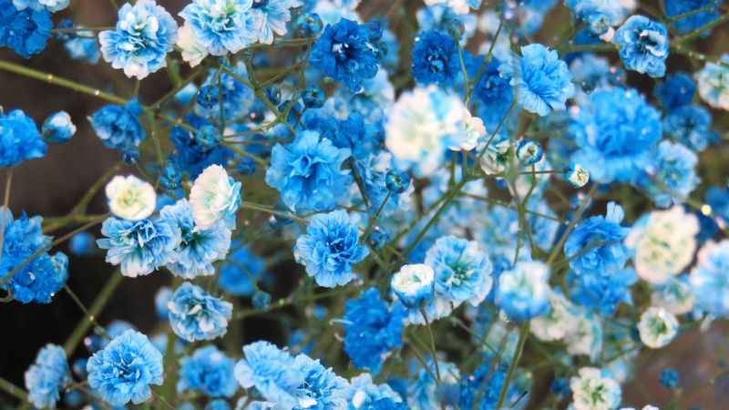花屋が選ぶ 花束に使える 青い花 リストをまとめたよ 切花情報サイト ハナラボノート