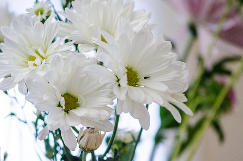 お悔やみ花のラッピングから考える 花屋のブランディングと 花を贈る心のジレンマ 切花情報サイト ハナラボノート
