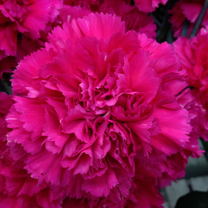 花の名前 わかりますか お花屋さんでよく見る花9選 スタメン級 初心者編 切花情報サイト ハナラボノート