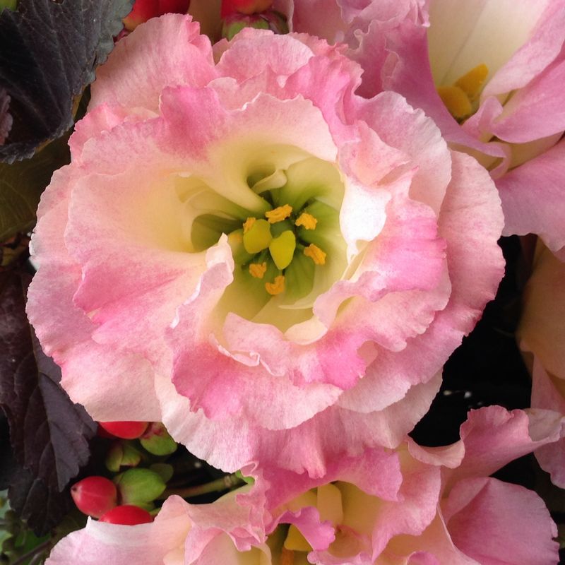 花の名前 わかりますか お花屋さんでよく見る花9選 スタメン級 初心者編 切花情報サイト ハナラボノート