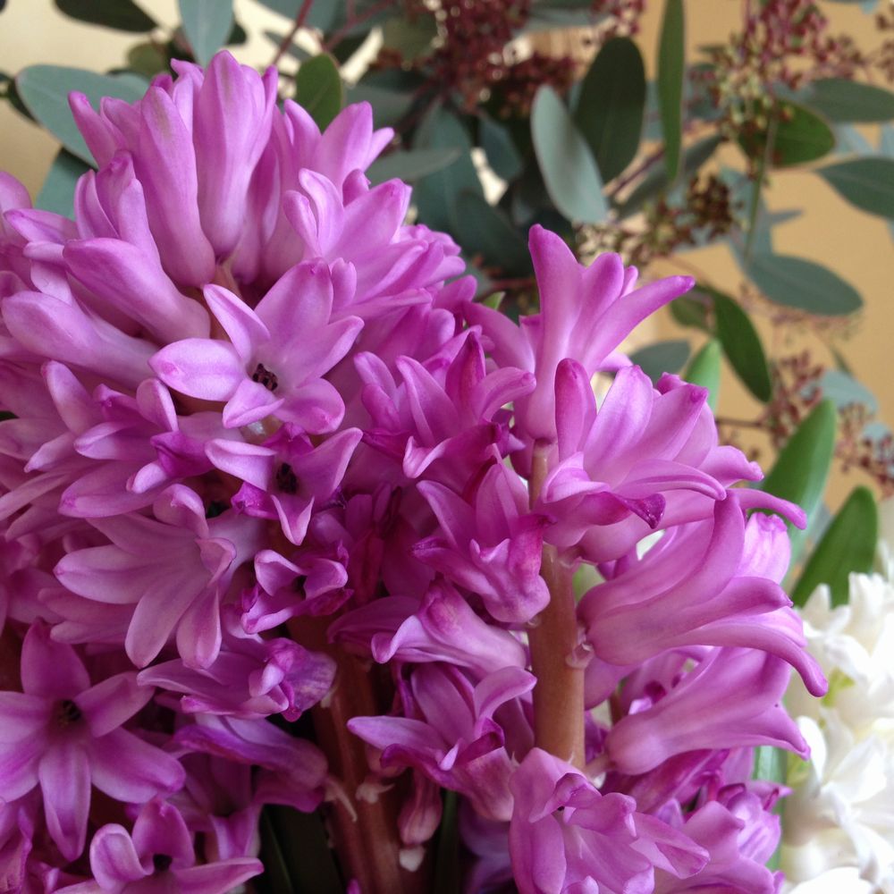 春しか楽しめない 香りのよい春の切花5選 切花情報サイト ハナラボノート