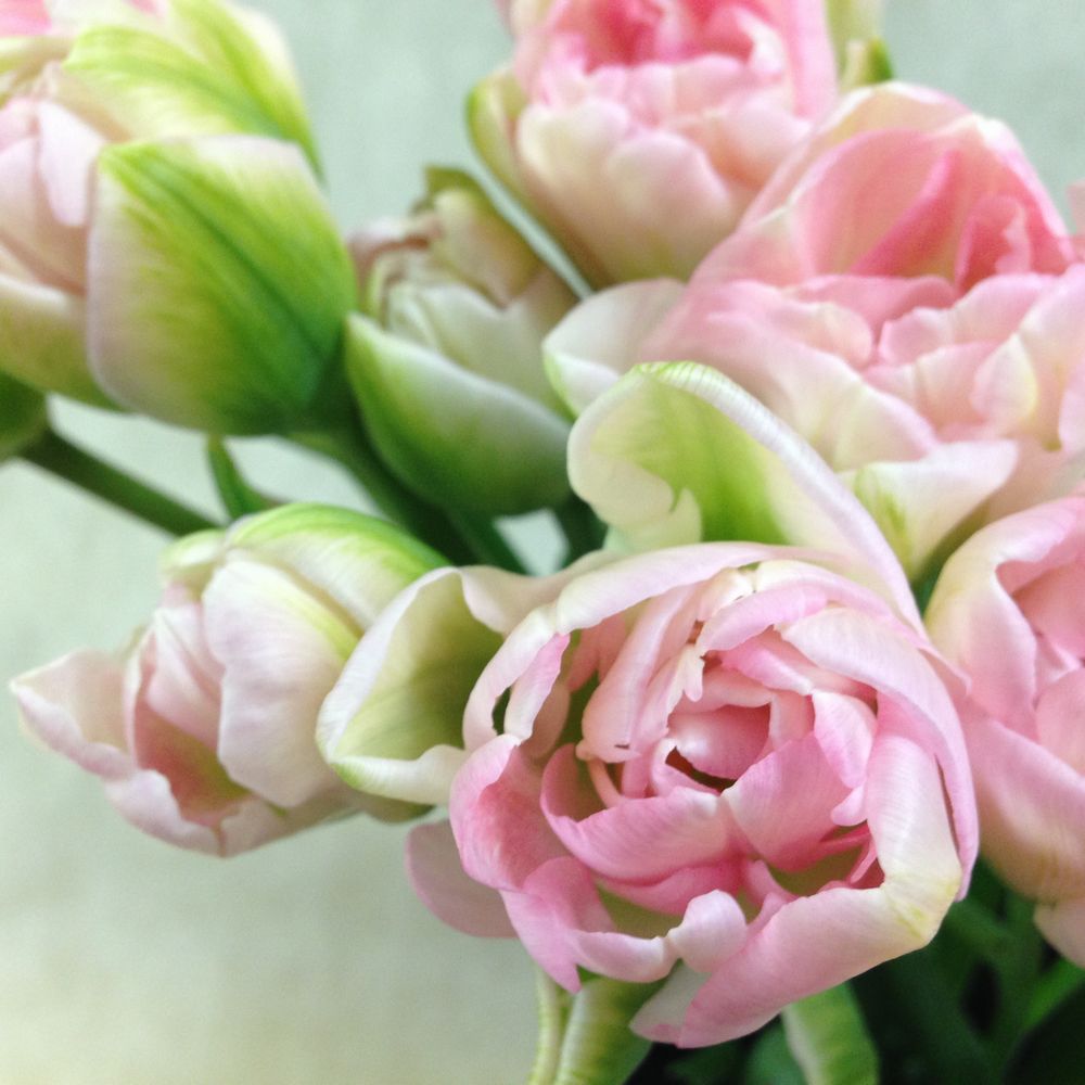 花の名前 わかりますか お花屋さんでよく見る花10選 春 Spring 編 切花情報サイト ハナラボノート