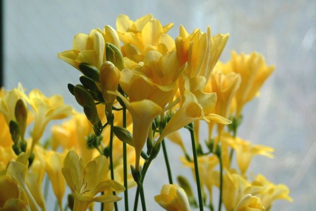 花の名前 わかりますか お花屋さんでよく見る花10選 春 Spring 編 切花情報サイト ハナラボノート
