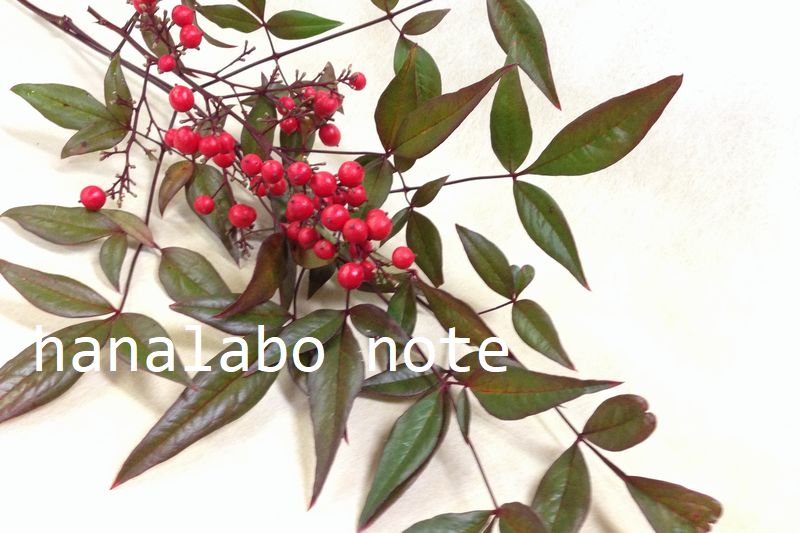 お花屋さんで買える お正月の赤い実 名前わかりますか お正月の花飾り 切花情報サイト ハナラボノート