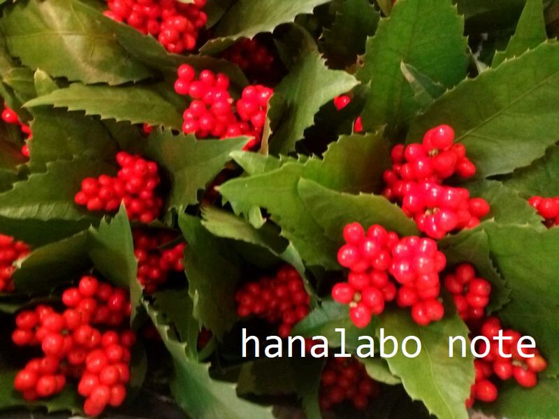 お花屋さんで買える お正月の赤い実 名前わかりますか お正月の花飾り 切花情報サイト ハナラボノート