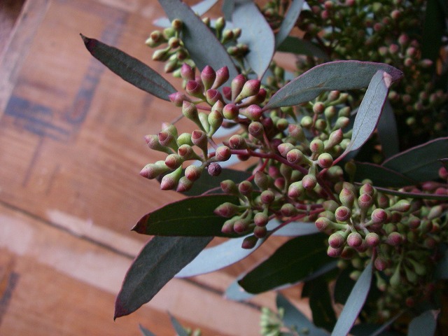 ユーカリ ポポラス 鉢植えと切花 葉っぱの形が違うのはなぜ 切花情報サイト ハナラボノート