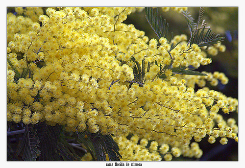 ミモザとアカシアの違いは お花屋さんで人気 ミモザの種類を総まとめ 切花情報サイト ハナラボノート