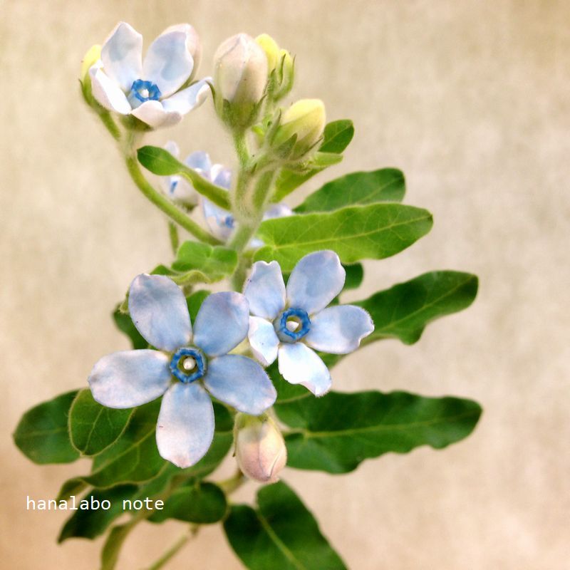 すべての美しい花の画像 ユニークブルー スター 季節