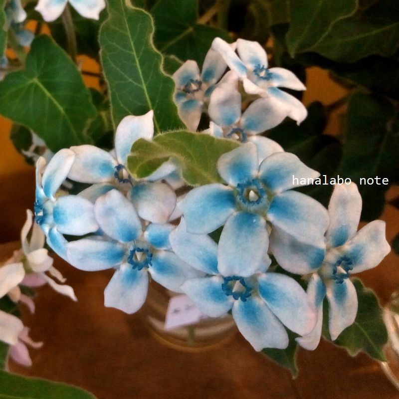 すべての美しい花の画像 50 ブルー スター 時期