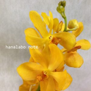 花の名前 わかりますか お花屋さんでよく見る花13選 南国トロピカル編 切花情報サイト ハナラボノート