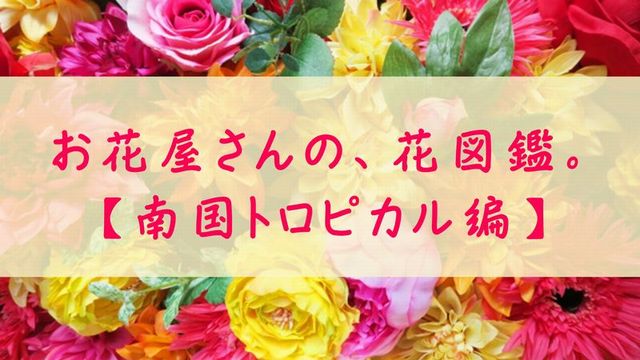 切花のシャクヤク つぼみが咲かない 原因と対処法 切花情報サイト ハナラボノート