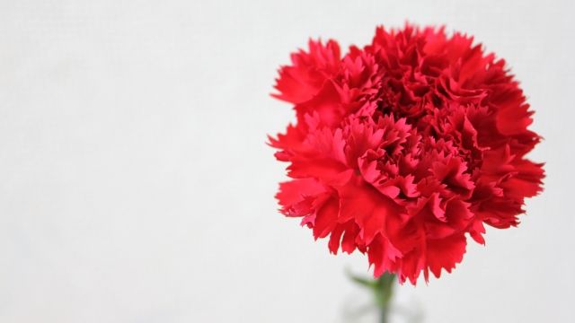 花言葉 いつでも買える お花屋さんに並ぶメイン切花12種の花言葉まとめ 切花情報サイト ハナラボノート
