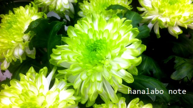 8月のお花屋さん おすすめの旬の花 誕生花 イベントまとめ 切花情報サイト ハナラボノート
