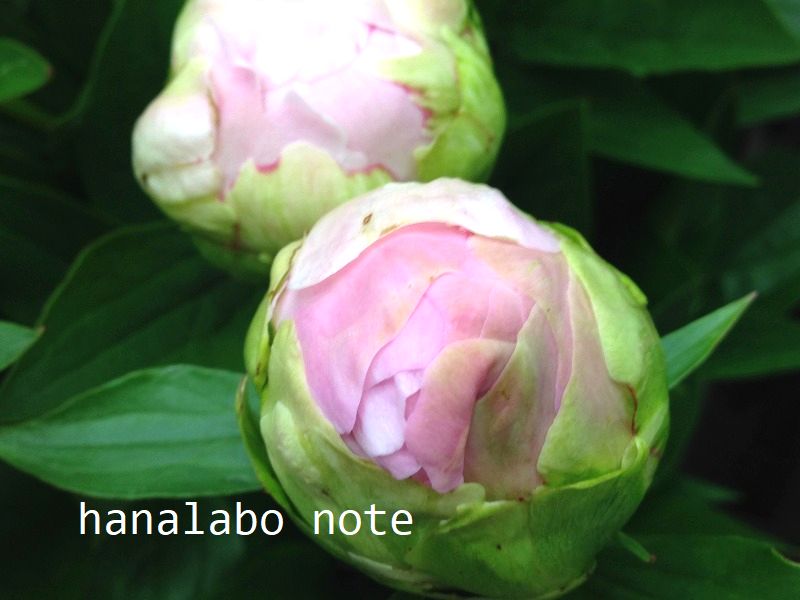 切花のシャクヤク つぼみが咲かない 原因と対処法 切花情報サイト ハナラボノート