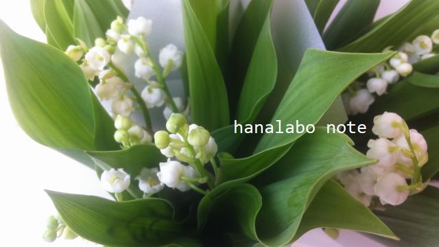 花言葉 誕生日や記念日に 季節感を感じる切花７種の花言葉まとめ 切花情報サイト ハナラボノート