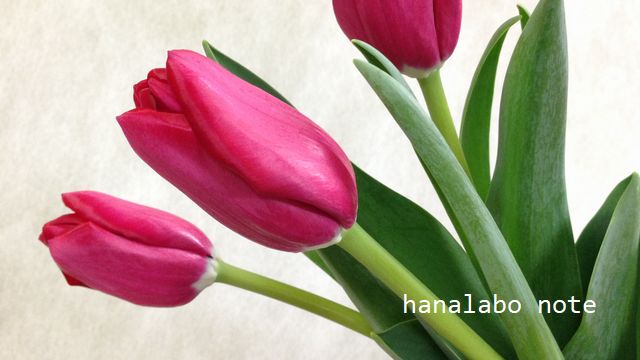 花言葉 送別会や卒業式にピッタリ 春のお花屋さんに並ぶ花の花言葉６種まとめ 切花情報サイト ハナラボノート