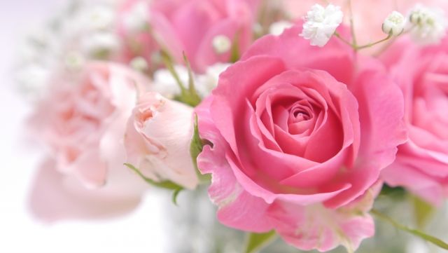 花言葉 いつでも買える お花屋さんに並ぶメイン切花12種の花言葉まとめ 切花情報サイト ハナラボノート