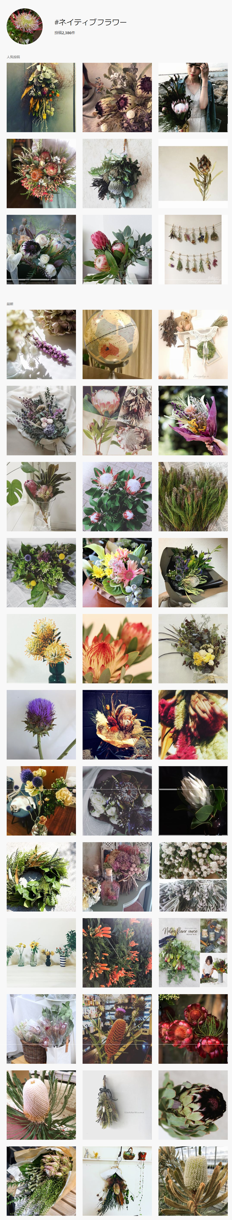 花の名前 わかりますか お花屋さんでよく見る花9選 ネイティブフラワー編 切花情報サイト ハナラボノート