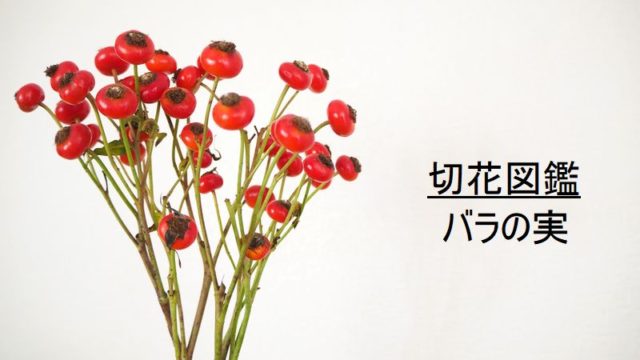 切花図鑑 バラの実 お花屋さんで買えるバラの実 どんな種類がある 見分け方解説 切花情報サイト ハナラボノート