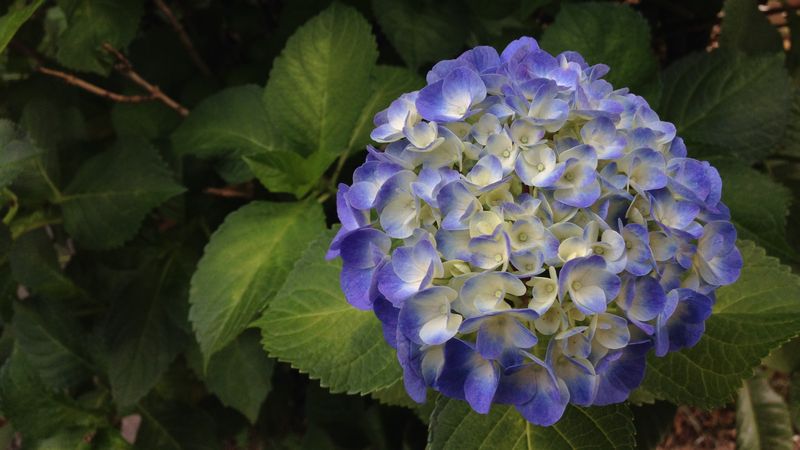 紫陽花 アジサイ が秋色になる仕組みとは お花屋さんに出回る秋色紫陽花の種類を解説 切花情報サイト ハナラボノート