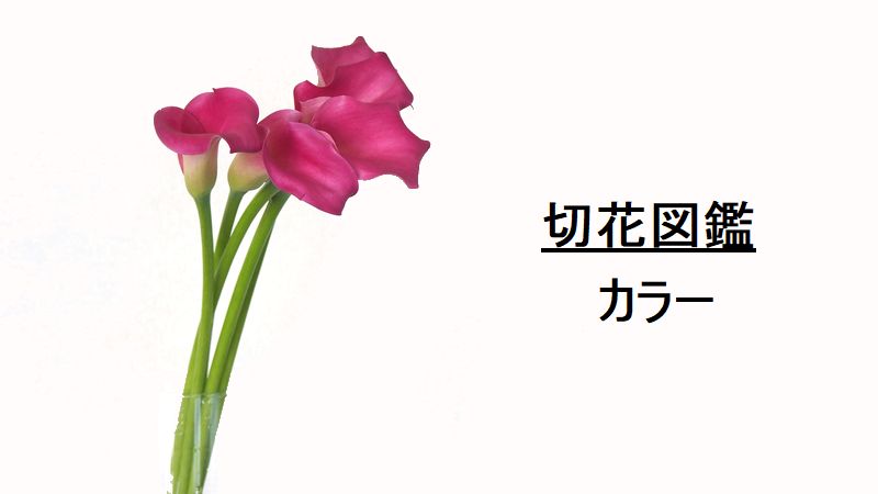 切花図鑑 カラー 花言葉 出回り時期 花もち 飾り方 切花情報サイト ハナラボノート
