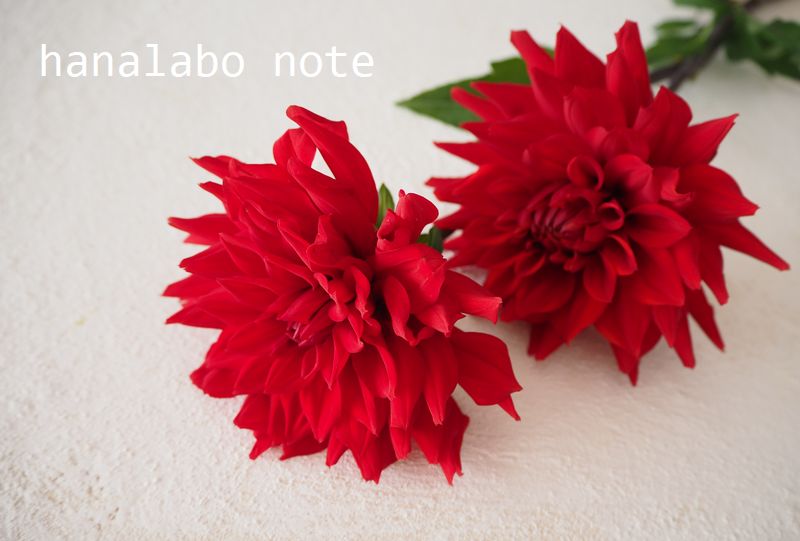 コサージュや髪飾りに向いている花 向いていない花 切花情報サイト ハナラボノート