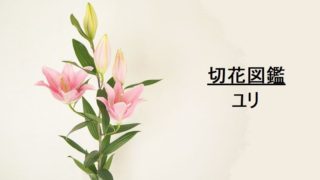 夏は切り花がもたない 7 8月に花屋で買える 暑さに強い切花 をまとめました 切花情報サイト ハナラボノート