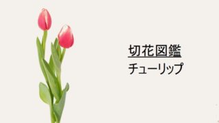 花言葉 送別会や卒業式にピッタリ 春のお花屋さんに並ぶ花の花言葉６種まとめ 切花情報サイト ハナラボノート