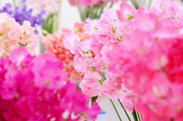 1月21日は スイートピーの日 スイートピーってどんな花 由来は 楽しみ方は お花屋さんの花行事 切花情報サイト ハナラボノート