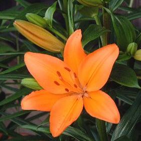 オリエンタルユリとlaユリ スカシユリの違いは 花屋さんのユリの種類 説明できますか 切花情報サイト ハナラボノート