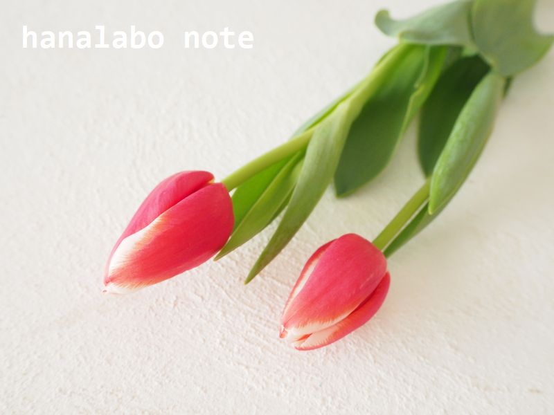 チューリップの咲き方にはどんな種類がある 飾り方や特徴も解説します 切花情報サイト ハナラボノート
