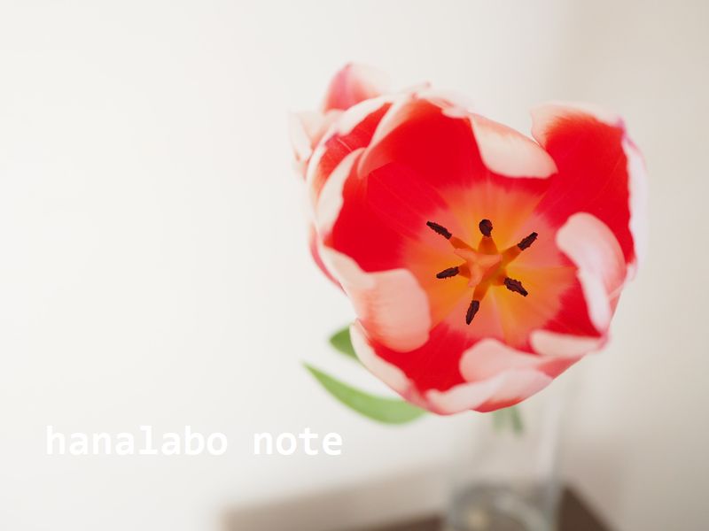 切花図鑑 チューリップ 花言葉 出回り時期 花もち 飾り方 切花情報サイト ハナラボノート