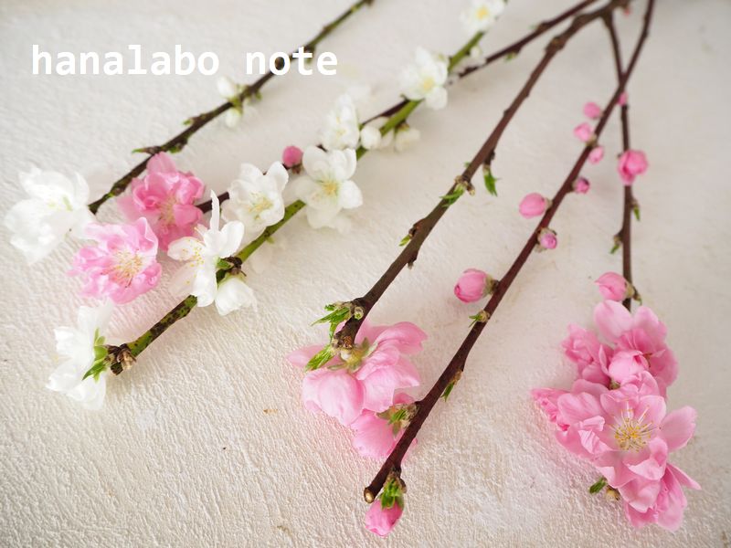 3月3日は ひなまつり 桃の節句の意味とは お花屋さんの花行事 切花情報サイト ハナラボノート