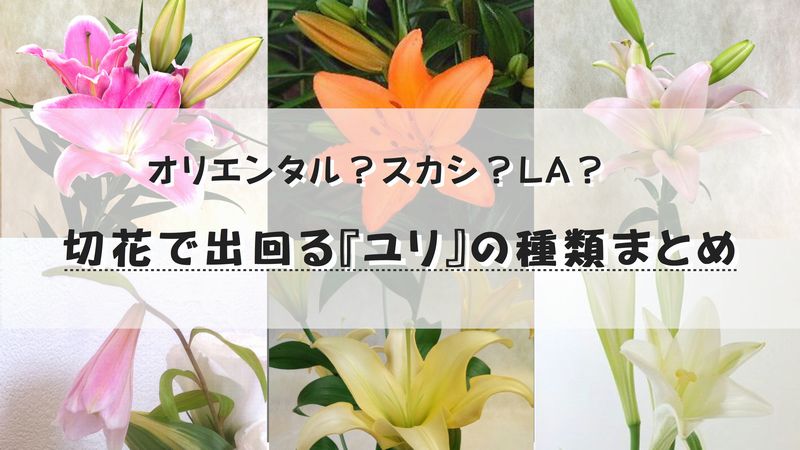 オリエンタルユリとlaユリ スカシユリの違いは 花屋さんのユリの種類 説明できますか 切花情報サイト ハナラボノート