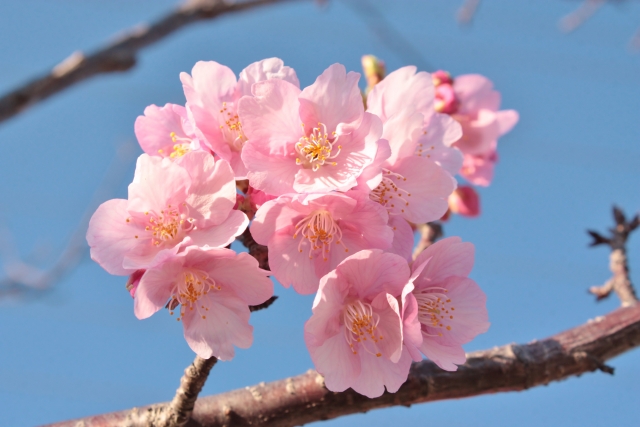 3月27日は さくらの日 日本の春はやっぱり桜 お花屋さんの花行事 切花情報サイト ハナラボノート