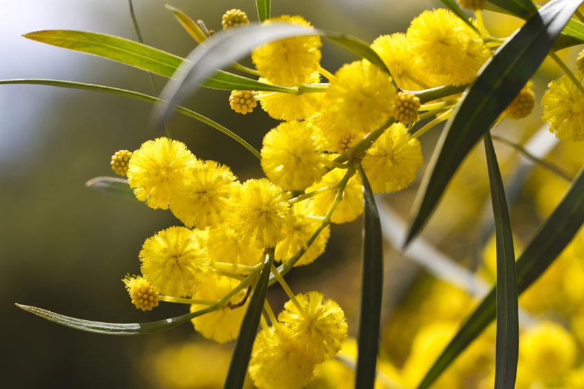 3月8日は ミモザの日 国際女性デーって何 お花屋さんの花行事 切花情報サイト ハナラボノート