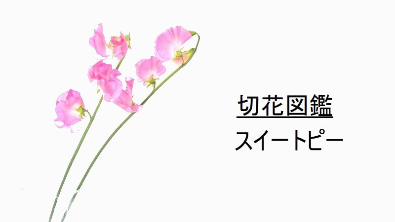 花 言葉 スイートピー スイートピーの花言葉・誕生花は？ピンク・紫など色別の意味