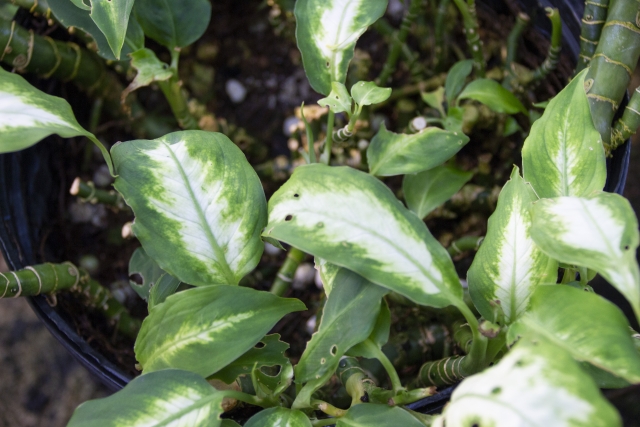 観葉植物で肌がかぶれる ディフェンバキアで痛い目にあった話 切花情報サイト ハナラボノート