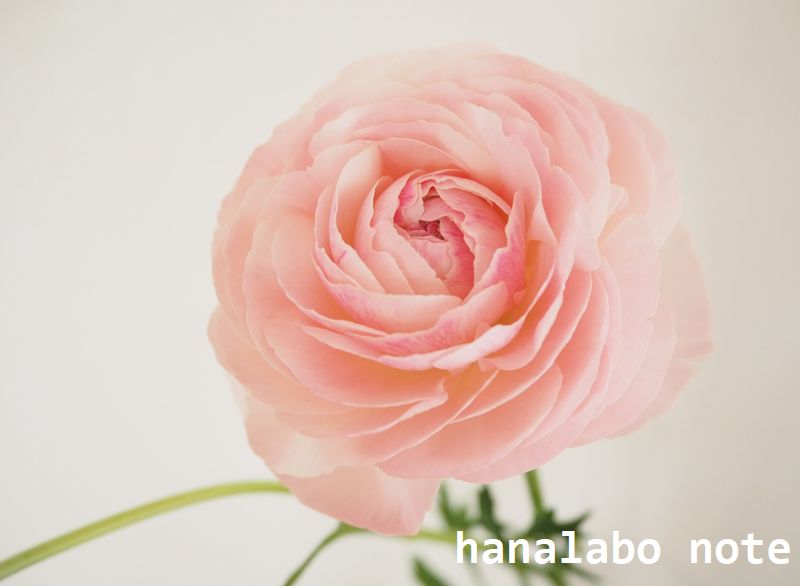 バラに似ている花 名前わかりますか 候補は3種類 切花情報サイト ハナラボノート