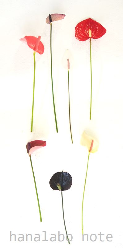 切花図鑑 アンスリウム 花言葉 出回り時期 花もち 飾り方 切花情報サイト ハナラボノート