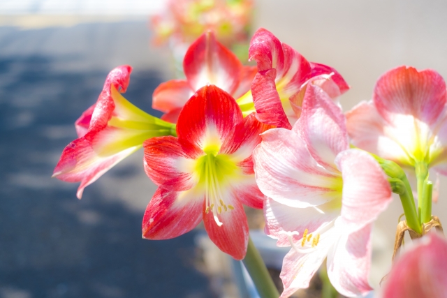 12カ月の誕生花 花のプロが選ぶ 誕生月のお花まとめ 切花情報サイト ハナラボノート