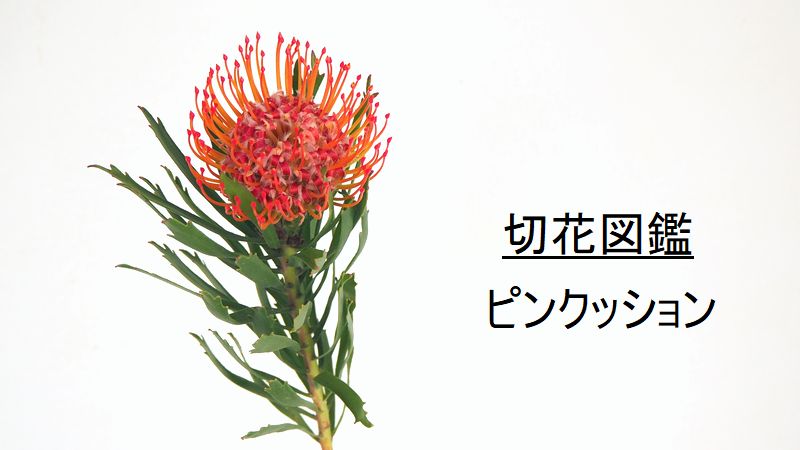 5本ピンクッション　タンゴ　ネイティブ　スワッグ  生花　切り花 - 2