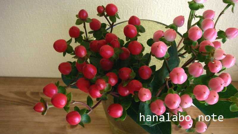 お花屋さんで買える クリスマスの赤い実3種 名前わかりますか 切花情報サイト ハナラボノート
