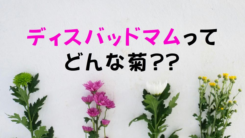 ディスバッドマムって何 花屋さんで見る 菊 キク の種類をおさらい 切花情報サイト ハナラボノート
