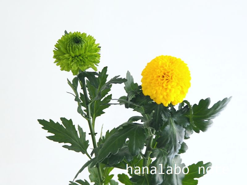 ディスバッドマムって何 花屋さんで見る 菊 キク の種類をおさらい 切花情報サイト ハナラボノート