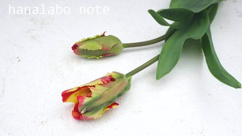 チューリップの咲き方にはどんな種類がある 飾り方や特徴も解説します 切花情報サイト ハナラボノート