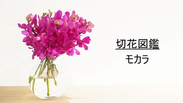 切花図鑑 デルフィニウム 花言葉 出回り時期 花もち 飾り方 切花情報サイト ハナラボノート