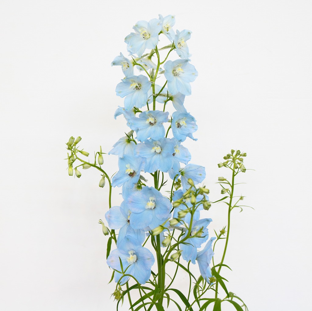青い花 デルフィニウムの種類まとめ 3系統の違いがわかりますか 切花情報サイト ハナラボノート