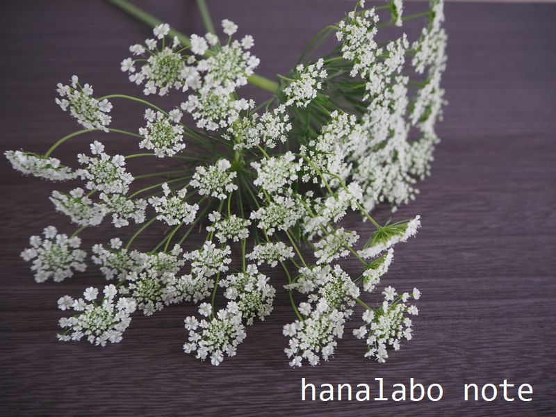 カスミソウに似ている花 カスミソウの代わりに使える花の名前6選 切花情報サイト ハナラボノート