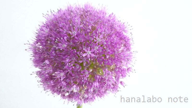 切花図鑑 アリウムの仲間 花言葉 出回り時期 花もち 飾り方 切花情報サイト ハナラボノート
